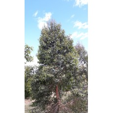 Eucalyptus globoidea